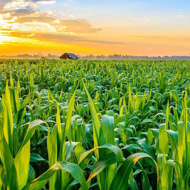 Livestock Monitoring Robot on Ranch